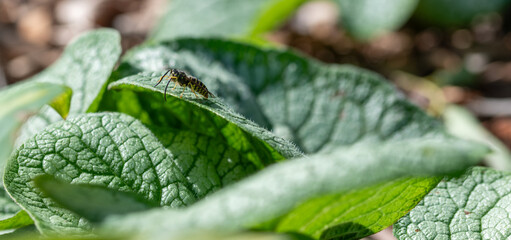 close up of a green leaf