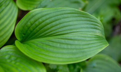 close up of a green lined leaf