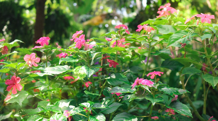 Obraz premium Close-up of beautiful red Impatiens flower surrounded by lush green foliage. The vibrant tropical bloom stands out among the leaves