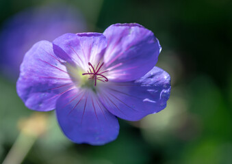 purple flower in the garden
