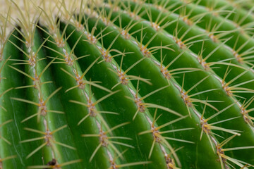 close up of cactus