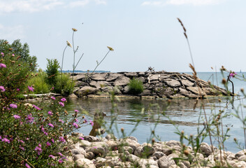 flowers on the bank of lake