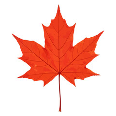 Obraz premium Vibrant red maple leaf isolated on, showcasing intricate veins and sharp points, a symbol of autumn and canadian identity