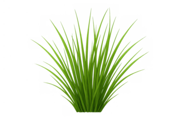 Fresh green grass tuft growing, spring lawn or garden element, isolated design with transparent background
