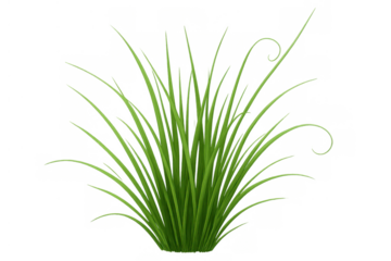 Cluster of vibrant green chives with slender blades growing upwards, ideal for culinary, gardening, or fresh nature concepts