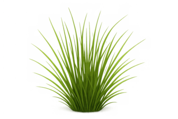 Clump of fresh green grass with individual blades, summer spring meadow plant, transparent background element