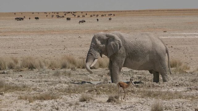 old elephant bull protects his skin with salty mud 541
