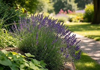 Vibrant purple lavender blooms line a sun dappled garden path in a lush green landscape