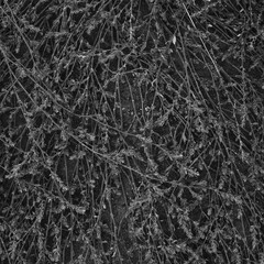 The texture of mown grass on the ground
