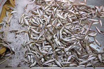 Fresh Sardines Catch of Fish at Central Market in Greece Close up