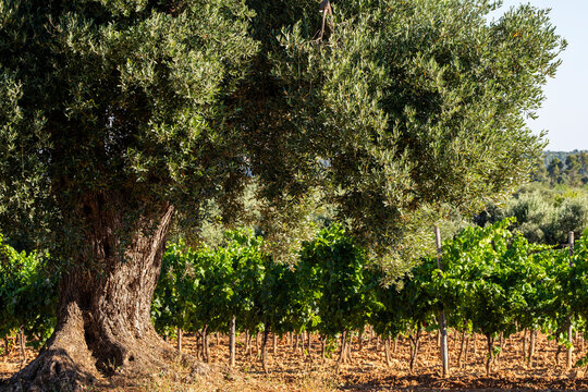 Rural Terra Alta in Catalonia presents its mediterranean agriculture landscape through olive trees lit by sunlight, rising from uneven terrain and rugged soil that reflect enduring heritage