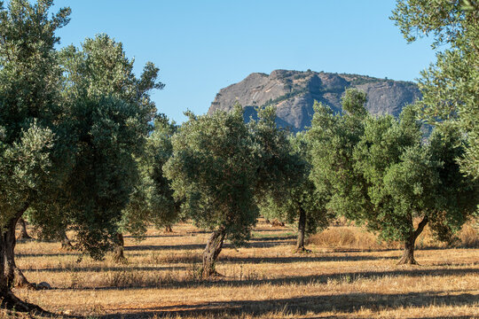 Olive trees in Terra Alta, Catalonia define a mediterranean agriculture landscape where sunlight interacts with dense foliage and uneven terrain, shaping a rural identity linked to lasting heritage