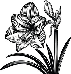 Amaryllis flower line art botanical illustration vector drawing design eps silhouette