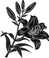 Black and white lily flower illustration vector graphic design art eps silhouette