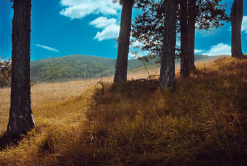 Nature on the mountain Zlatibor in Serbia