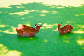 Obraz premium 緑色の水草が浮かぶ池の中、奈良公園のシカが歩く