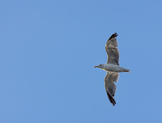 Seagull flying in blue sky with cloud