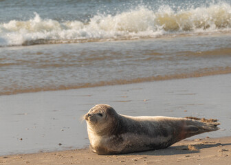 Seal resting on sand beach by the ocean
