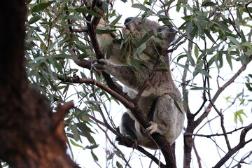 A Koala sits in a tree on Magnetic Island, Australia
