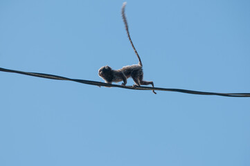 A small Brazilian monkey called the White-haired Marmoset, it lives in the mountains and is now interacting with human civilization.