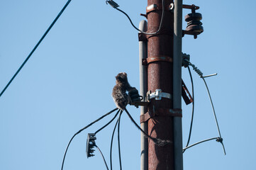 A small Brazilian monkey called the White-haired Marmoset, it lives in the mountains and is now interacting with human civilization.