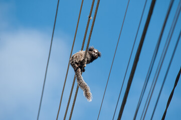 A small Brazilian monkey called the White-haired Marmoset, it lives in the mountains and is now interacting with human civilization.
