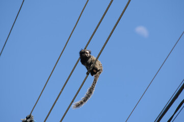 .A small Brazilian monkey called the White-haired Marmoset, it lives in the mountains and is now interacting with human civilization.