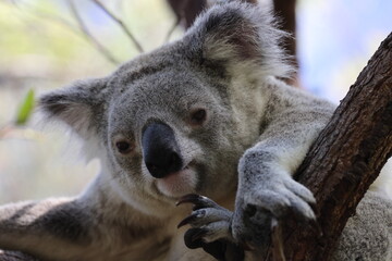 A Koala sits in a tree on Magnetic Island, Australia