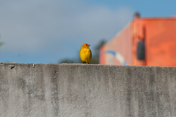 yellow canary resting in the city