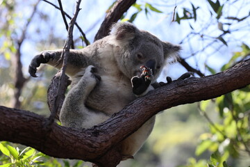 A Koala sits in a tree on Magnetic Island, Australia