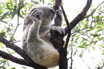 A Koala sits in a tree on Magnetic Island, Australia