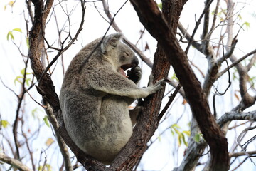 Obraz premium A Koala sits in a tree on Magnetic Island, Australia