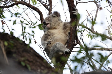 Obraz premium A Koala sits in a tree on Magnetic Island, Australia