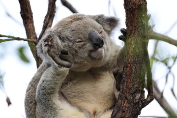 Obraz premium A Koala sits in a tree on Magnetic Island, Australia