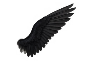 Dark fantasy wing design showing a single feathery black angel or demon wing for mythological concepts