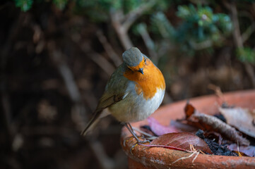 Rotkehlchen auf Futtersuche