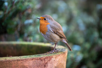 Rotkehlchen auf Futtersuche