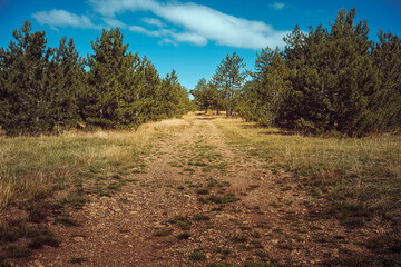 Nature on the mountain Zlatibor in Serbia
