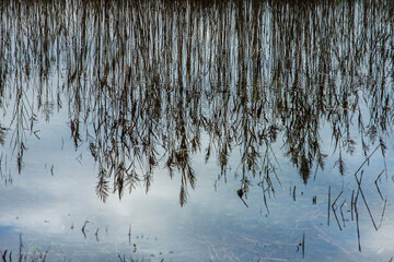 reflections of reeds on the surface of a pond in nature reserve Kruisbergse Bos