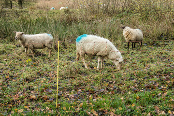 a flock of sheep graze behind a electric fence in a nature reserve in autumn