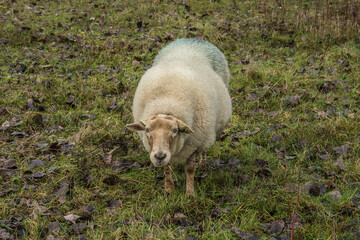 sheep grazes herbs and grass in nature reserve Kruisbergse Bos 