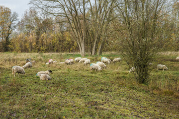 a flock of sheep grazes the grass and herbs as a form of nature convervation in nature reserve kruisbergse Bos