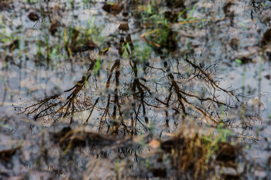 a tree is reflected in a mud puddle in nature reserve Kruisbergse Bos