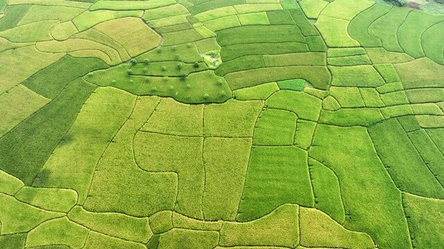Aerial view of lush agricultural fields creating a patchwork of textures and tones, a vibrant mosaic of green hues, Naogaon, Rajshahi Division, Bangladesh.