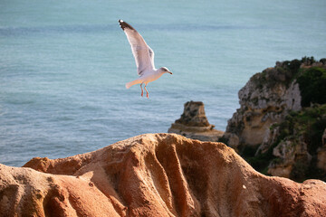seagull is landing on the rocks along the ocean 