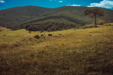 Nature on the mountain Zlatibor in Serbia