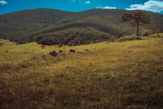 Nature on the mountain Zlatibor in Serbia