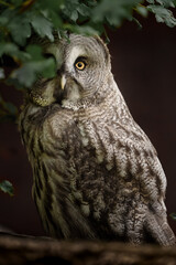 Great grey owl on branch