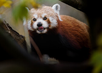 Portrait of Red panda in zoo