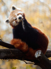 Portrait of Red panda in zoo
